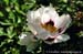 Rockii Peony: YUE SE SHI